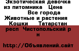 Экзотическая девочка из питомника › Цена ­ 25 000 - Все города Животные и растения » Кошки   . Татарстан респ.,Чистопольский р-н